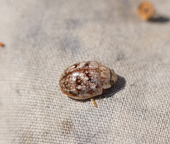 Paropsis confusa