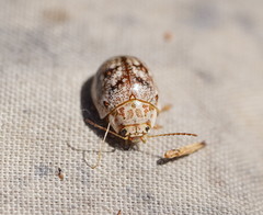 Paropsis confusa