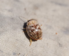 Paropsis confusa