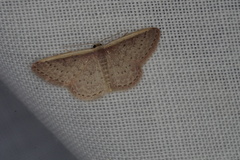 Idaea inversata