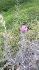 Cirsium rhaphilepis