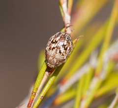 Paropsis confusa