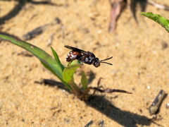 Pasites maculatus