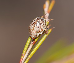 Paropsis confusa