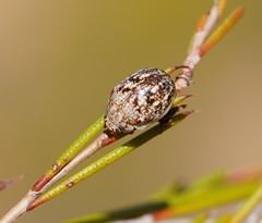 Paropsis confusa