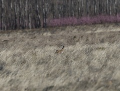 Lepus granatensis