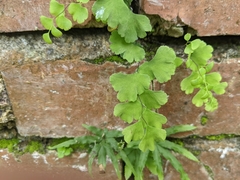 Adiantum capillus-veneris