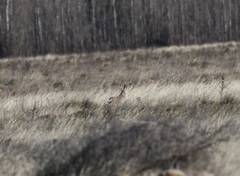 Lepus granatensis