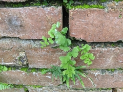 Adiantum capillus-veneris