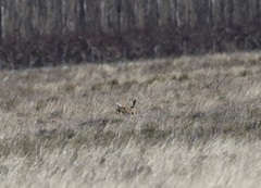 Lepus granatensis