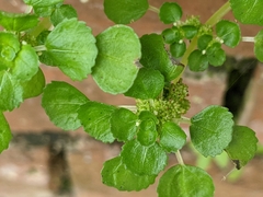 Pilea peploides major