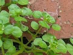 Pilea peploides major