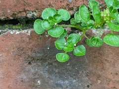 Pilea peploides major