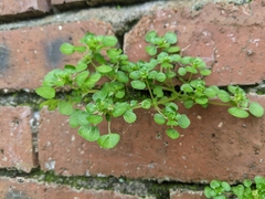 Pilea peploides major