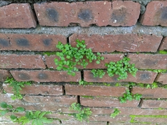 Pilea peploides major