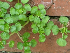 Pilea peploides major