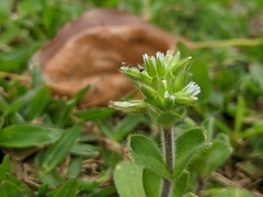 Cerastium glomeratum