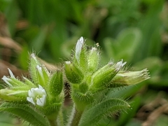 Cerastium glomeratum