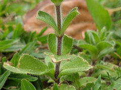 Cerastium glomeratum