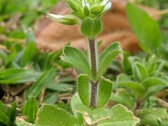 Cerastium glomeratum