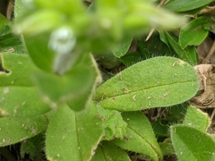 Cerastium glomeratum