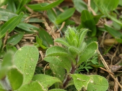 Cerastium glomeratum