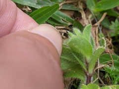 Cerastium glomeratum