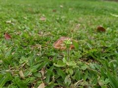Cerastium glomeratum
