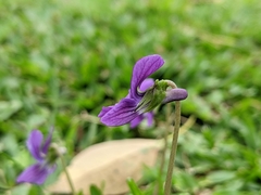 Viola