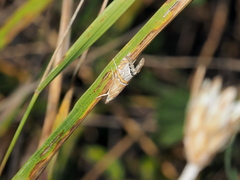 Euchromius bella