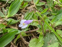 Mazus pumilus