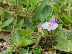 Mazus pumilus