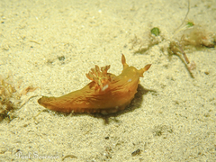 Tambja dracomus