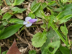 Mazus pumilus