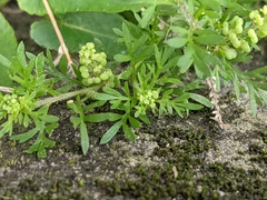 Lepidium didymum