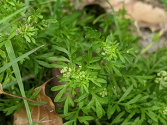 Lepidium didymum