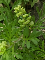 Lepidium didymum