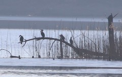 Phalacrocorax carbo