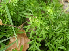 Lepidium didymum