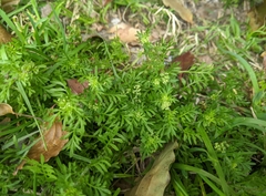 Lepidium didymum