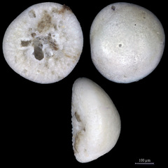 Glabratella ornatissima