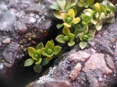 Arenaria serpyllifolia