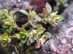Arenaria serpyllifolia