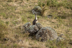 Osphranter robustus robustus