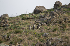 Osphranter robustus robustus