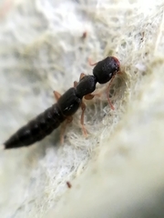 Astenus immaculatus