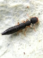 Astenus immaculatus
