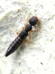 Astenus immaculatus