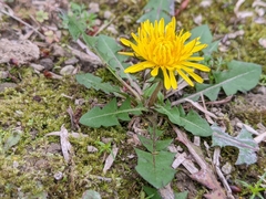 Taraxacum officinale