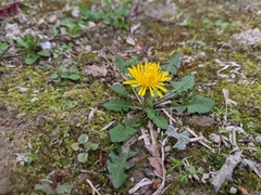 Taraxacum officinale